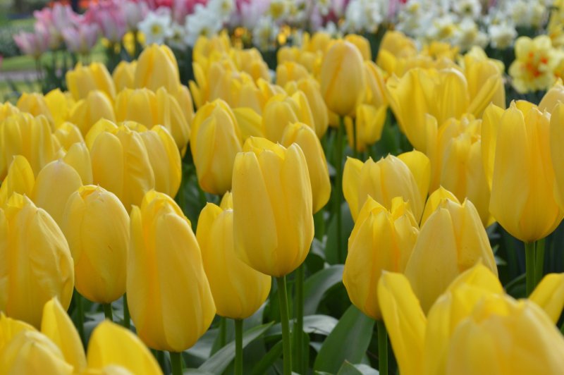 Hoa tulip vàng 3
