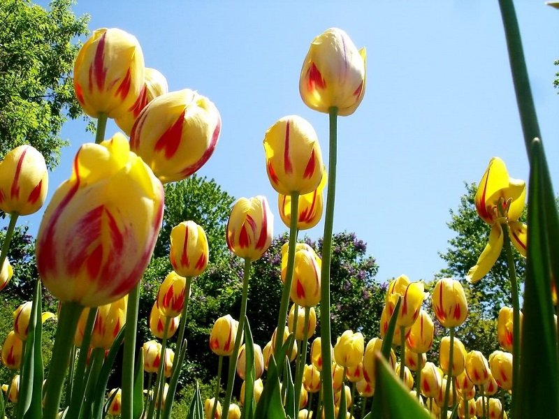 Hoa tulip vàng 2