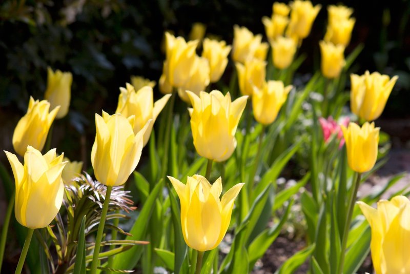 Hoa tulip vàng 1