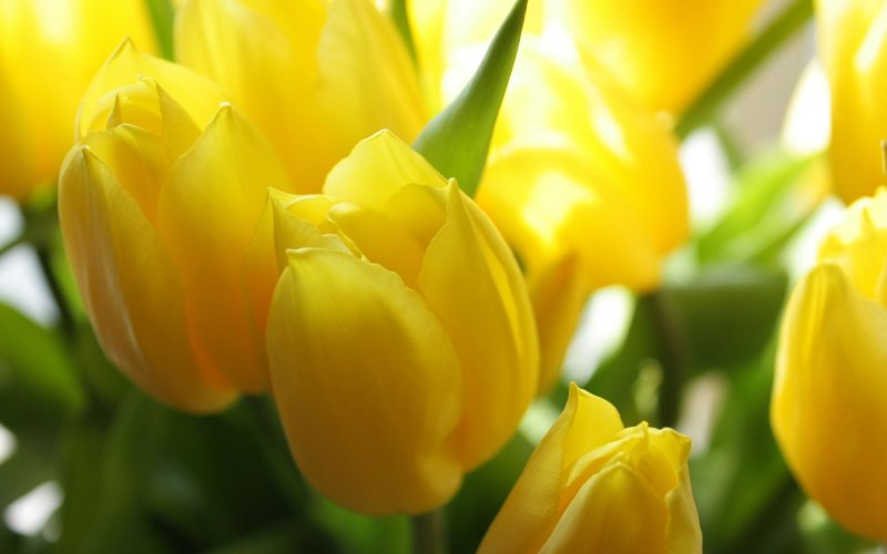 Hoa tulip vàng 5