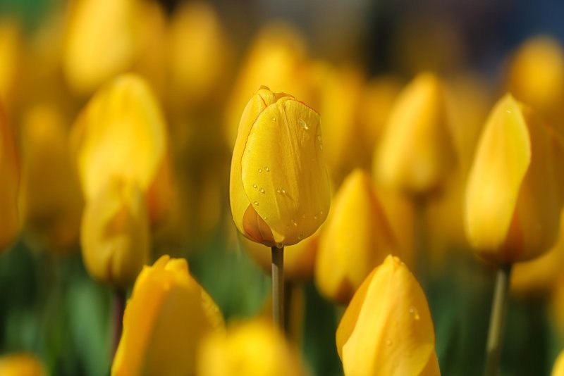 Hoa tulip vàng 6