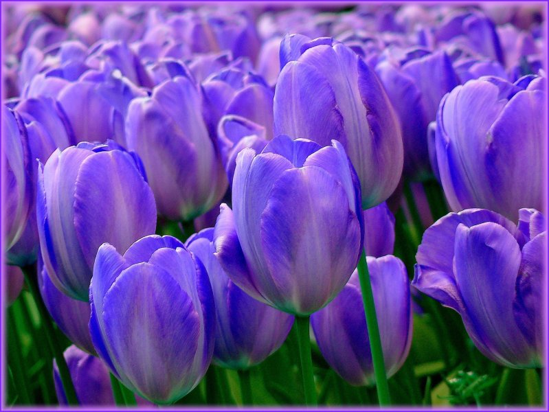 Hoa tulip xanh 2