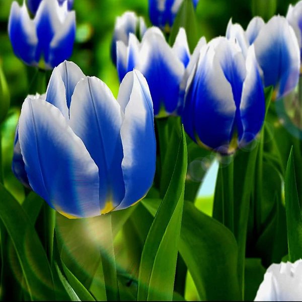 Hoa tulip xanh 1