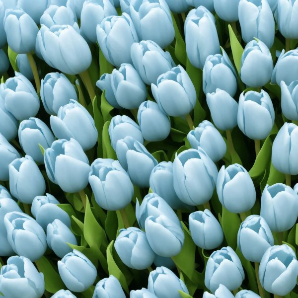 Hoa tulip xanh 5