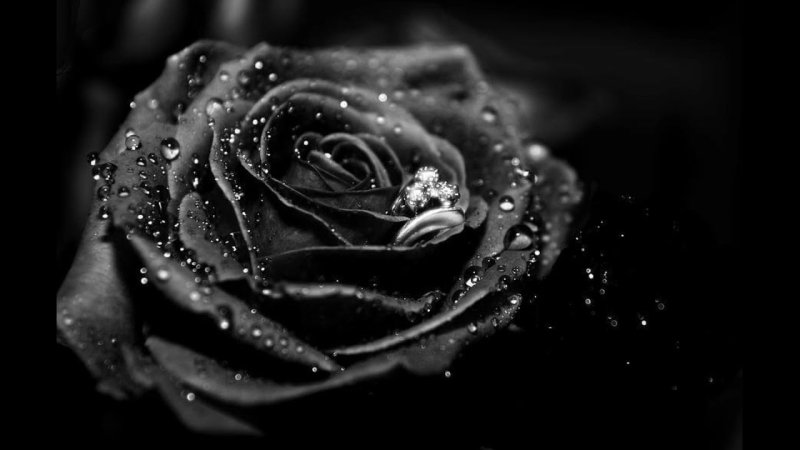 Avatar ảnh hoa hồng đen chất 4
