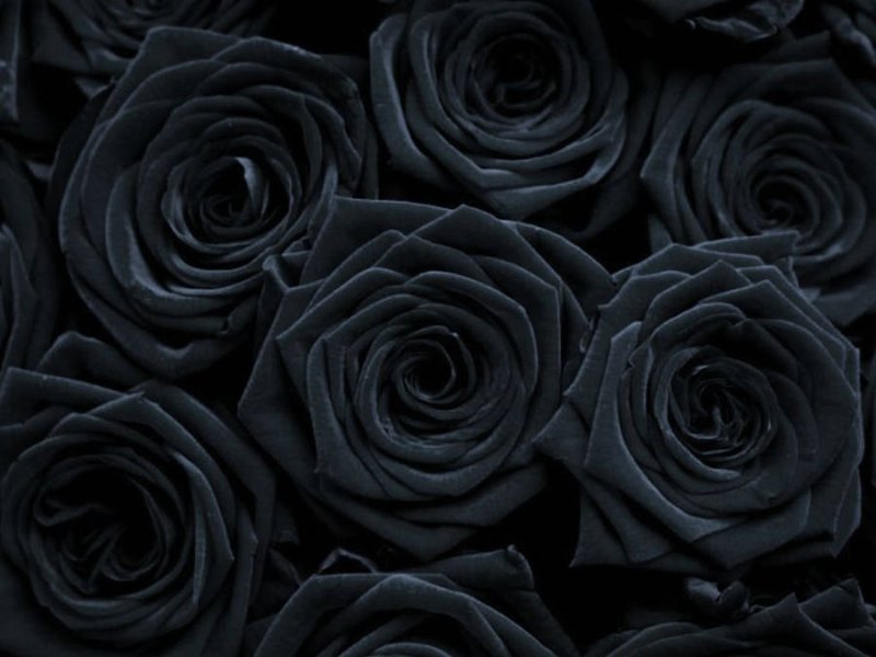 Avatar ảnh hoa hồng đen chất 3