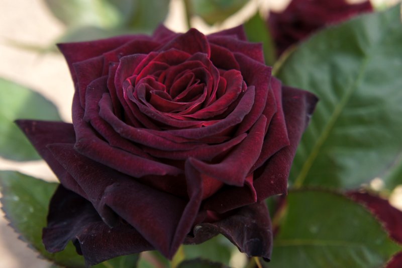 Avatar ảnh hoa hồng đen chất 2