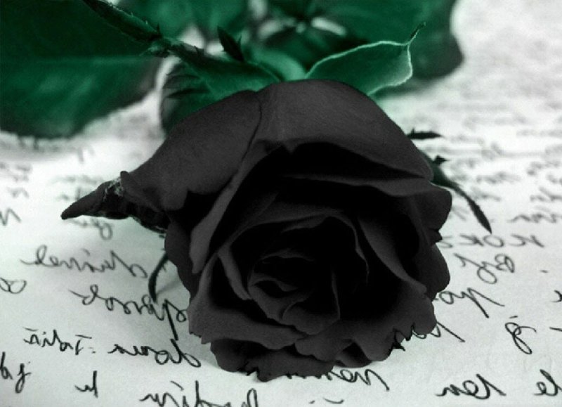 Avatar ảnh hoa hồng đen chất 1