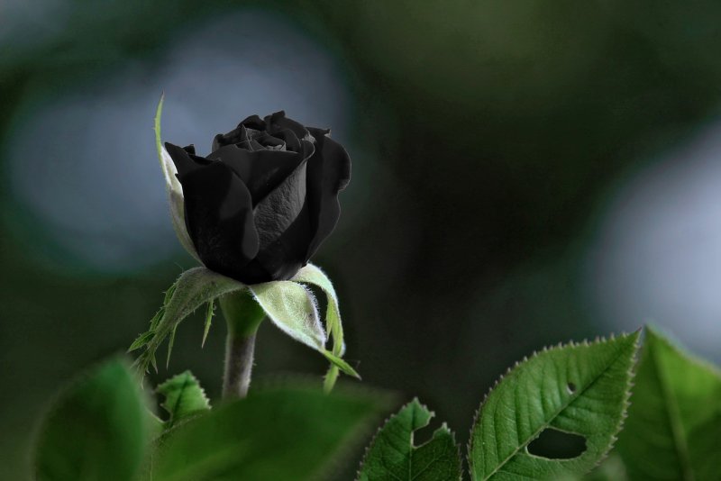 Avatar ảnh hoa hồng đen chất 6