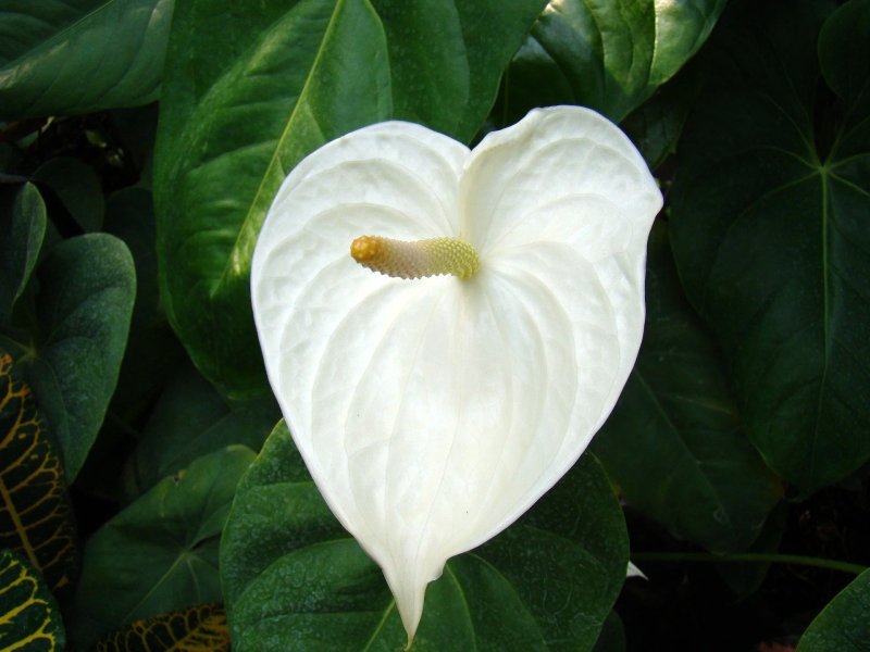 Hoa hồng môn trắng 21