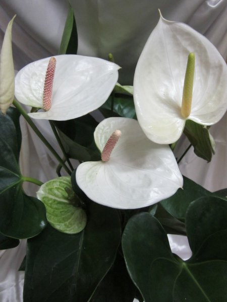 Hoa hồng môn trắng 9
