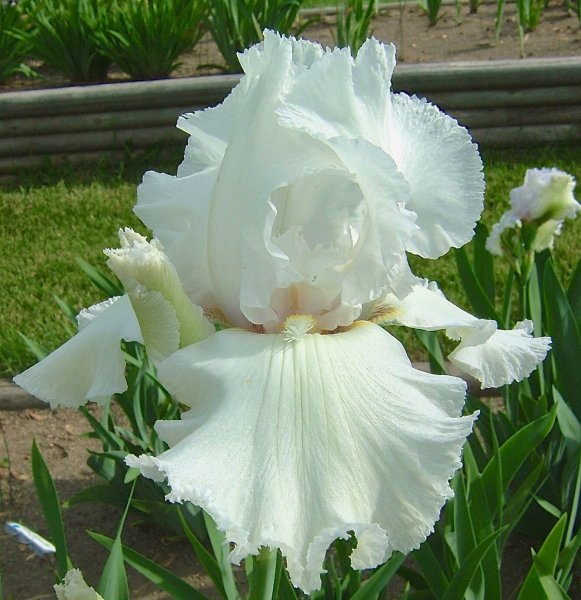 Hoa thủy tiên trắng 4