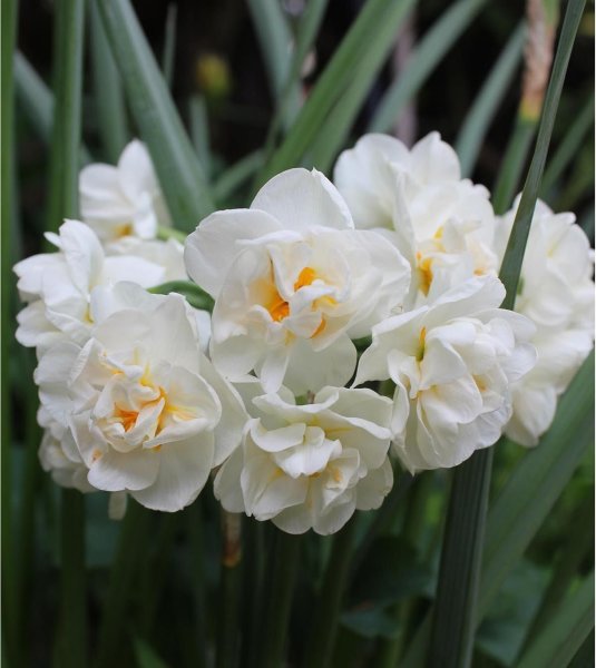 Hoa thủy tiên trắng 8