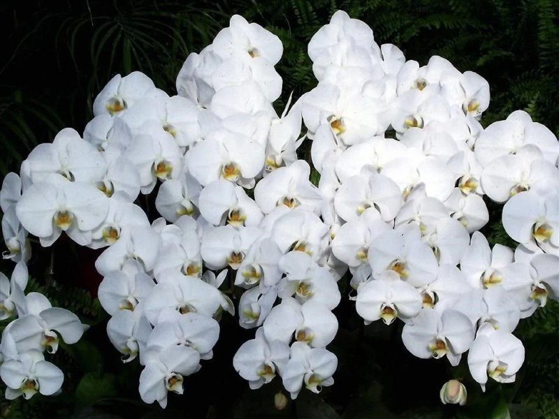 Hoa lan trắng 3