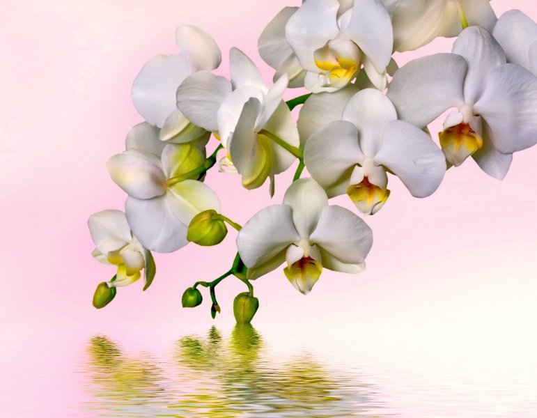 Hoa lan trắng 1
