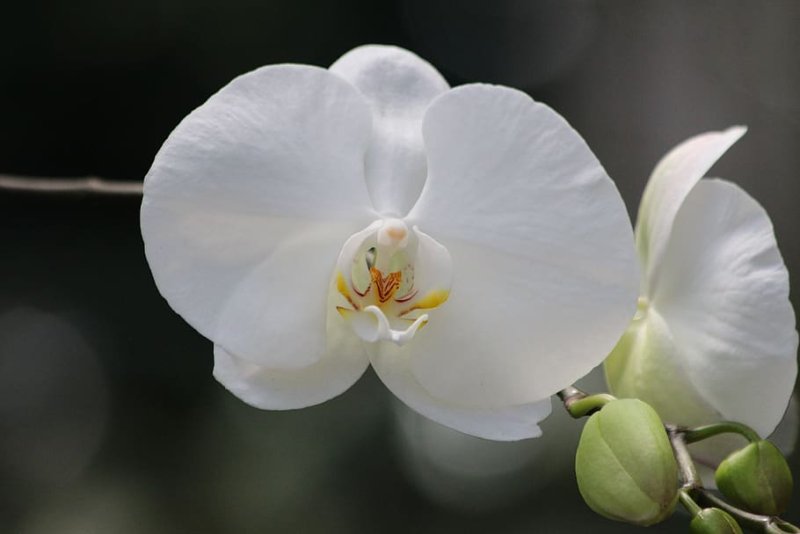 Hoa lan trắng 7