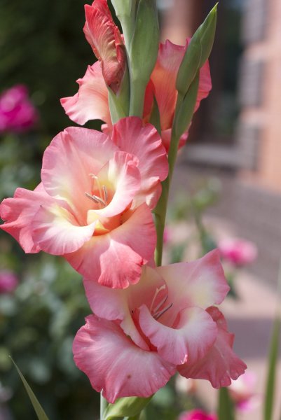 Hoa lay ơn hồng 6
