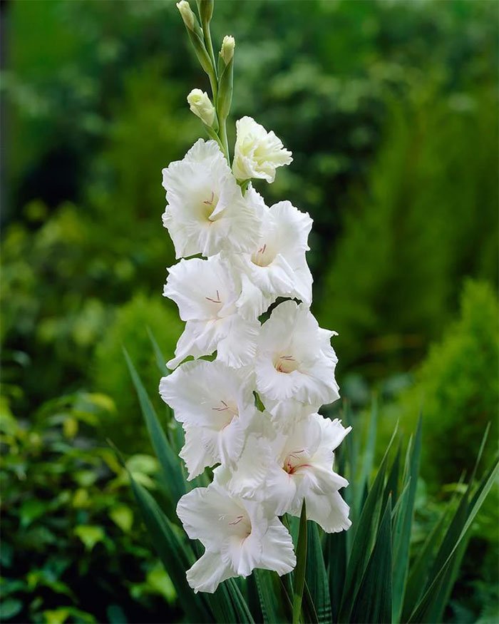 Hoa lay ơn trắng 4