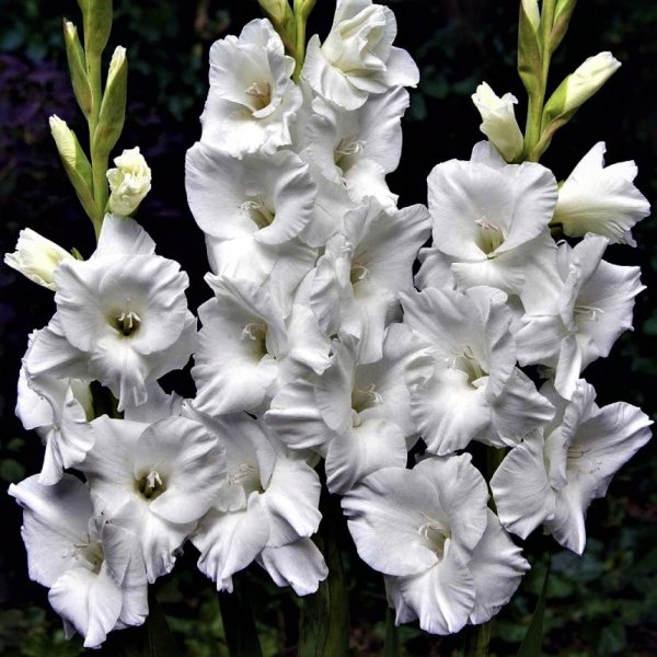 Hoa lay ơn trắng 3