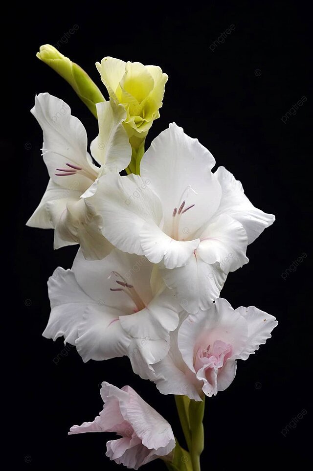 Hoa lay ơn trắng 8