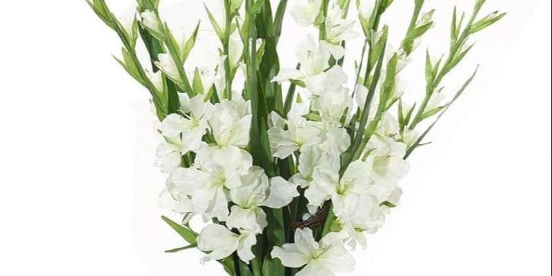 Hoa lay ơn trắng 7
