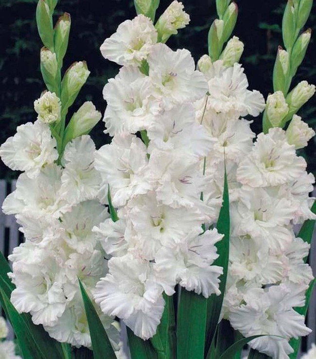 Hoa lay ơn trắng 6