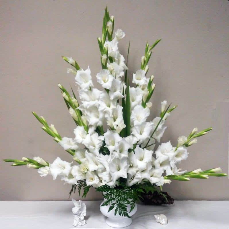 Hoa lay ơn trắng 5