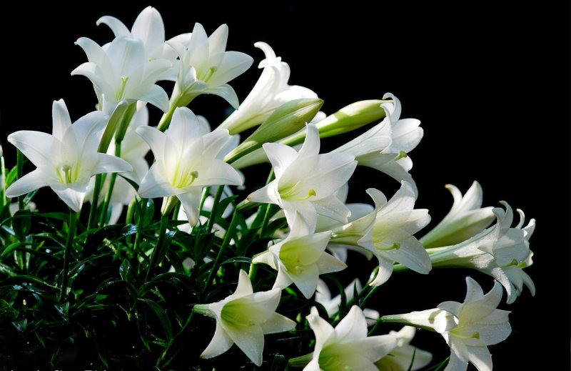 Hoa loa kèn trắng 2