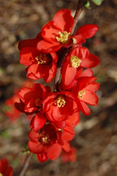 Hoa mai đỏ 3
