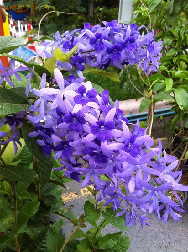 Hoa mai xanh Thái 2