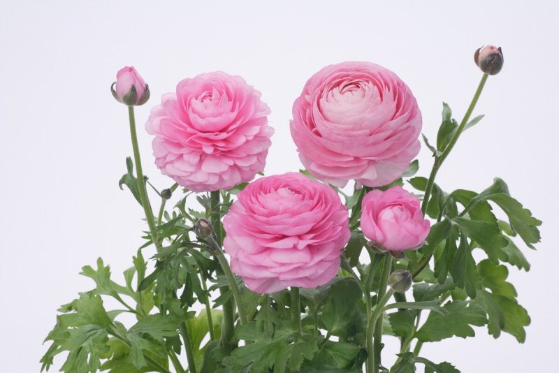 Hoa mao lương hồng 5