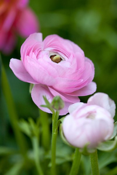 Hoa mao lương hồng 4