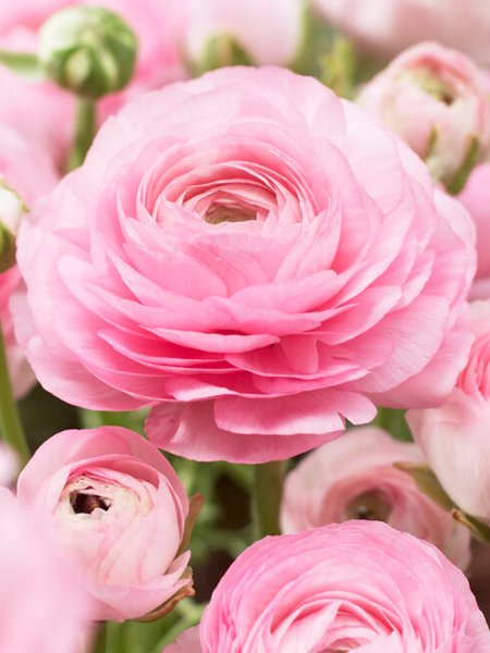 Hoa mao lương hồng 9