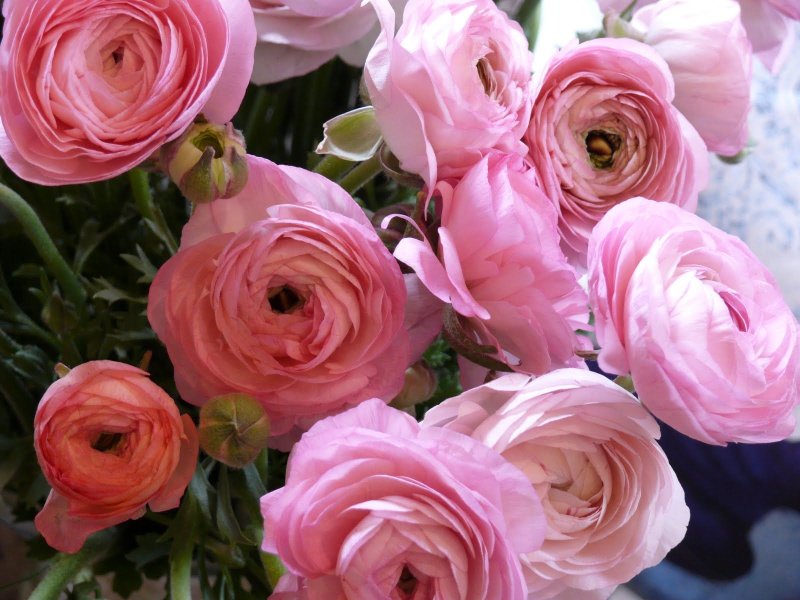 Hoa mao lương hồng 8