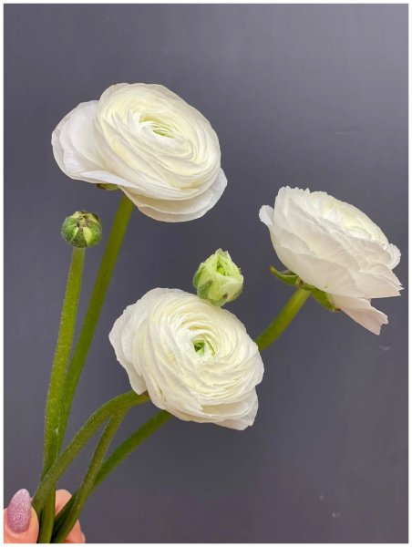 Hoa mao lương trắng7