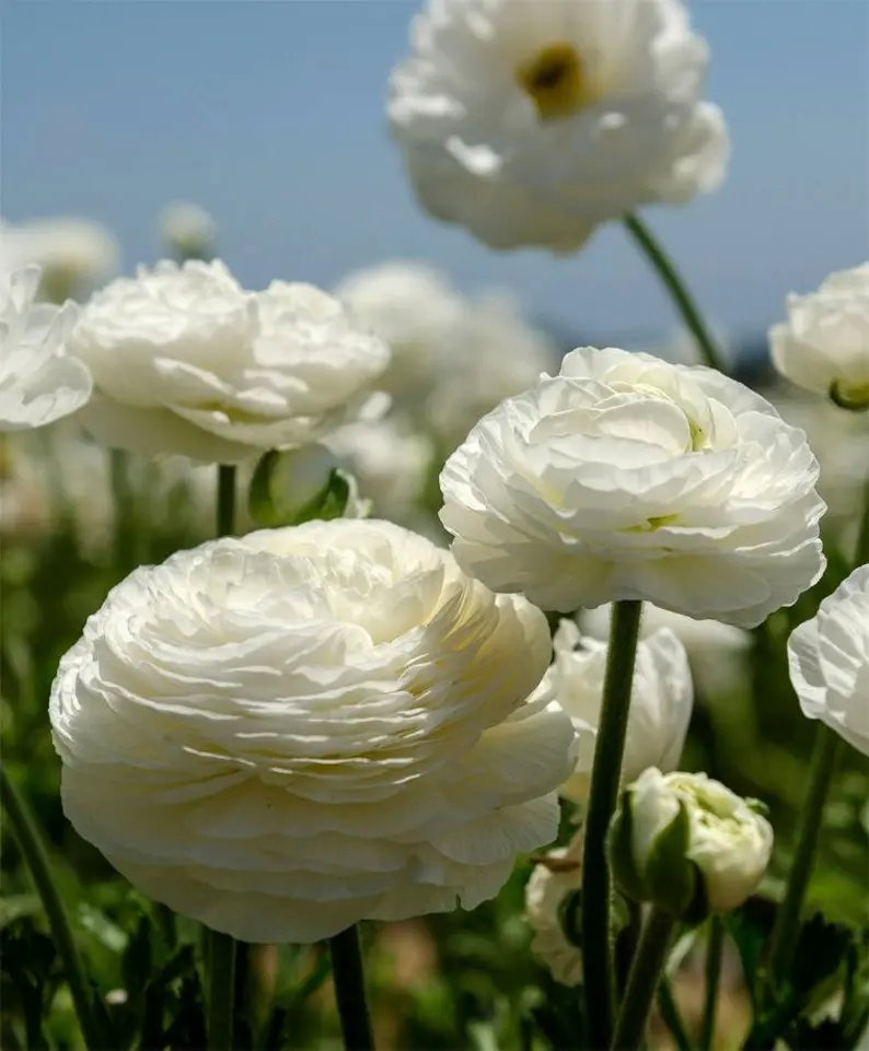 Hoa mao lương trắng4