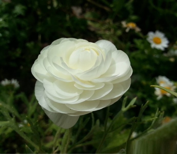 Hoa mao lương trắng 10