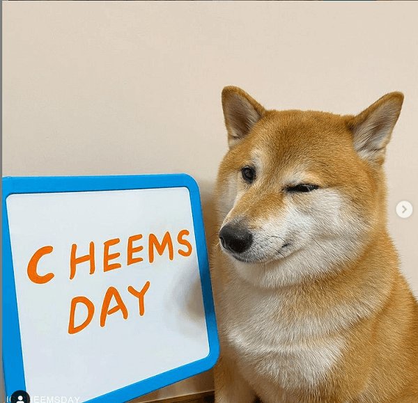 Meme cheems 10