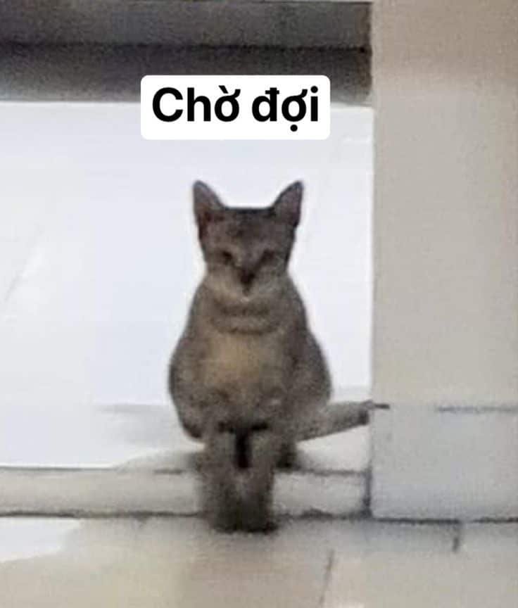 Meme chờ đợi 24