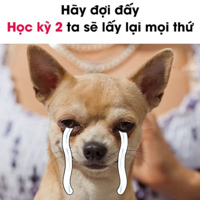 Meme chờ đợi 46