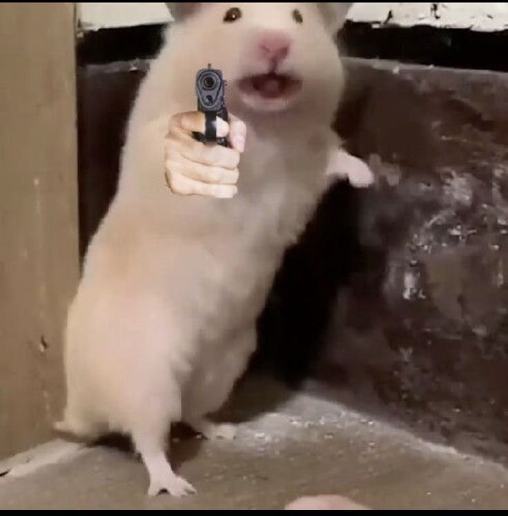 Meme chuột 43