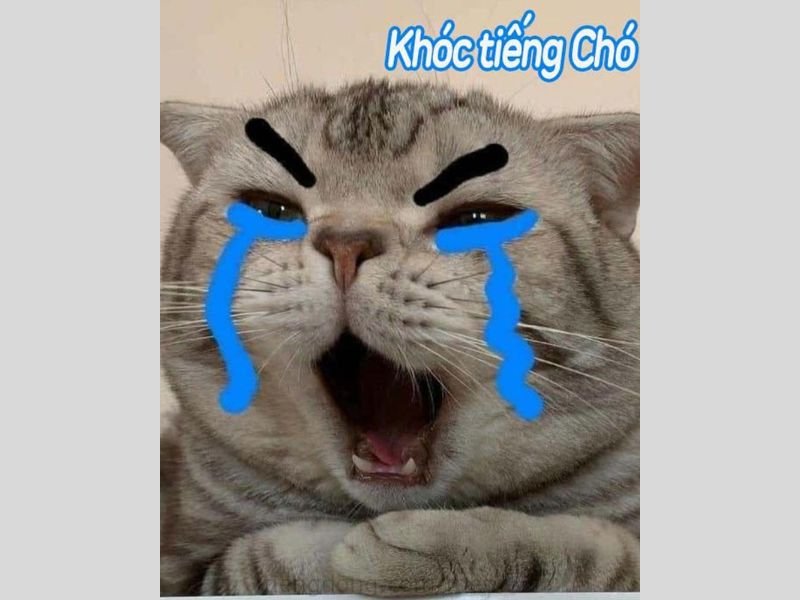 Meme hài hước 48