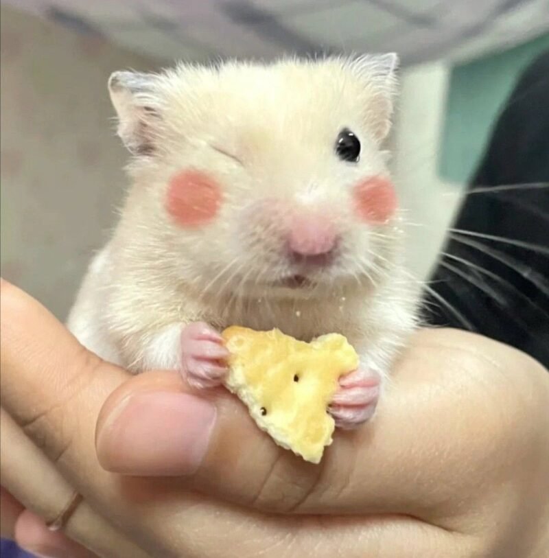 Meme hamster 10