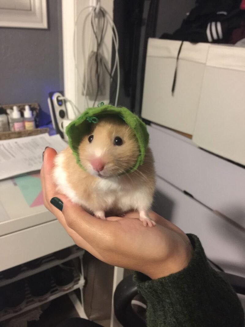 Meme hamster 14