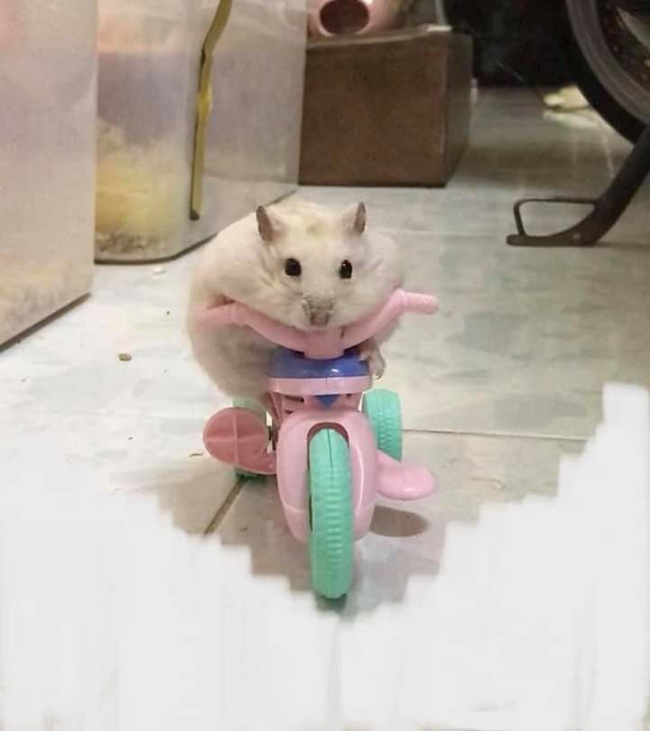 Meme hamster 01