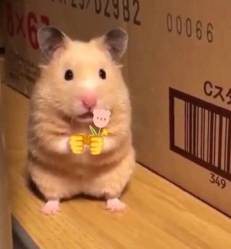 Meme hamster 34