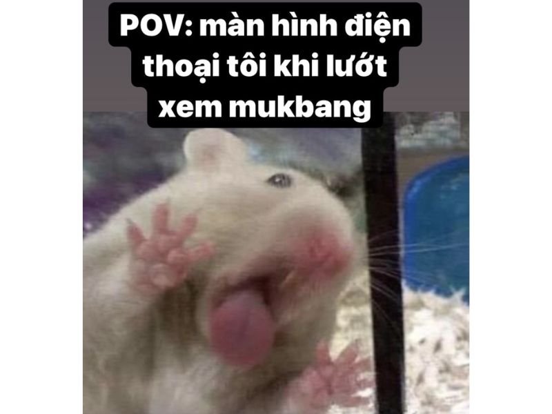 Meme hamster 17