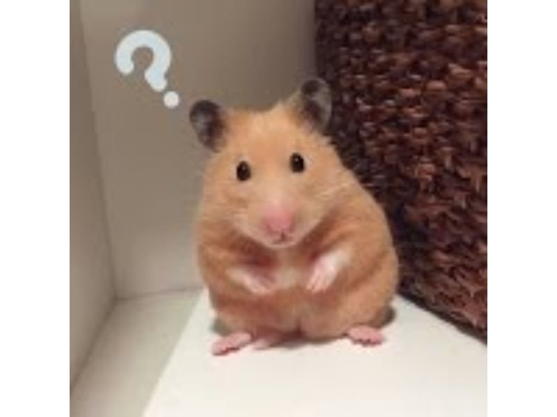 Meme hamster 18
