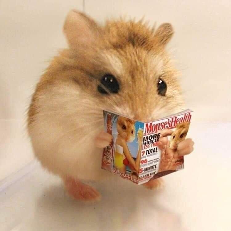 Meme hamster 32