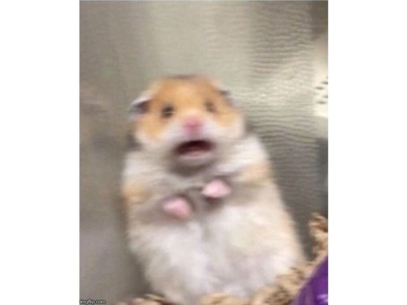 Meme hamster 22
